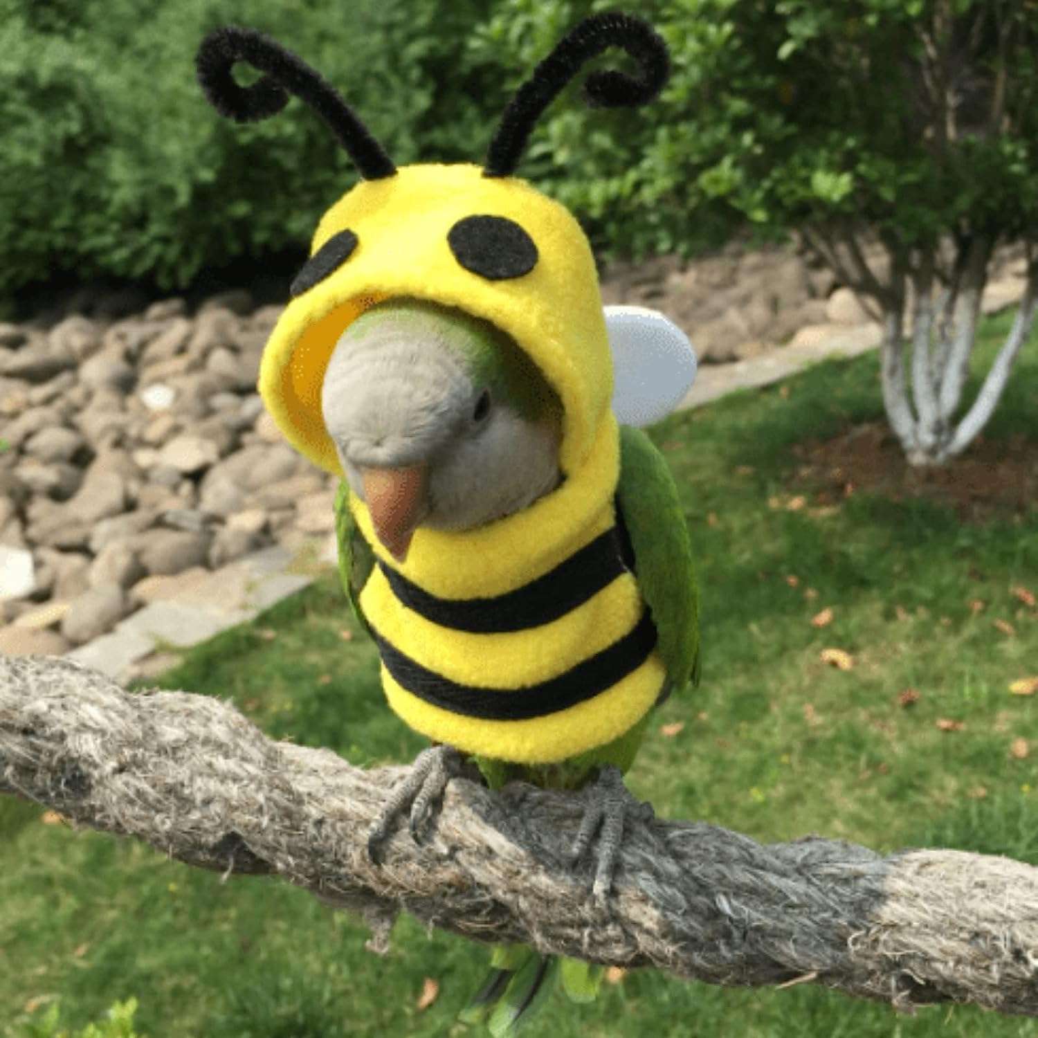 YANQIN Bird Costume Diaper Flight Suit Bee Shape Clothes Cosplay Photo Prop for Parrots Lovebird Budgie Parakeet Cockatiel Sun Conure 5