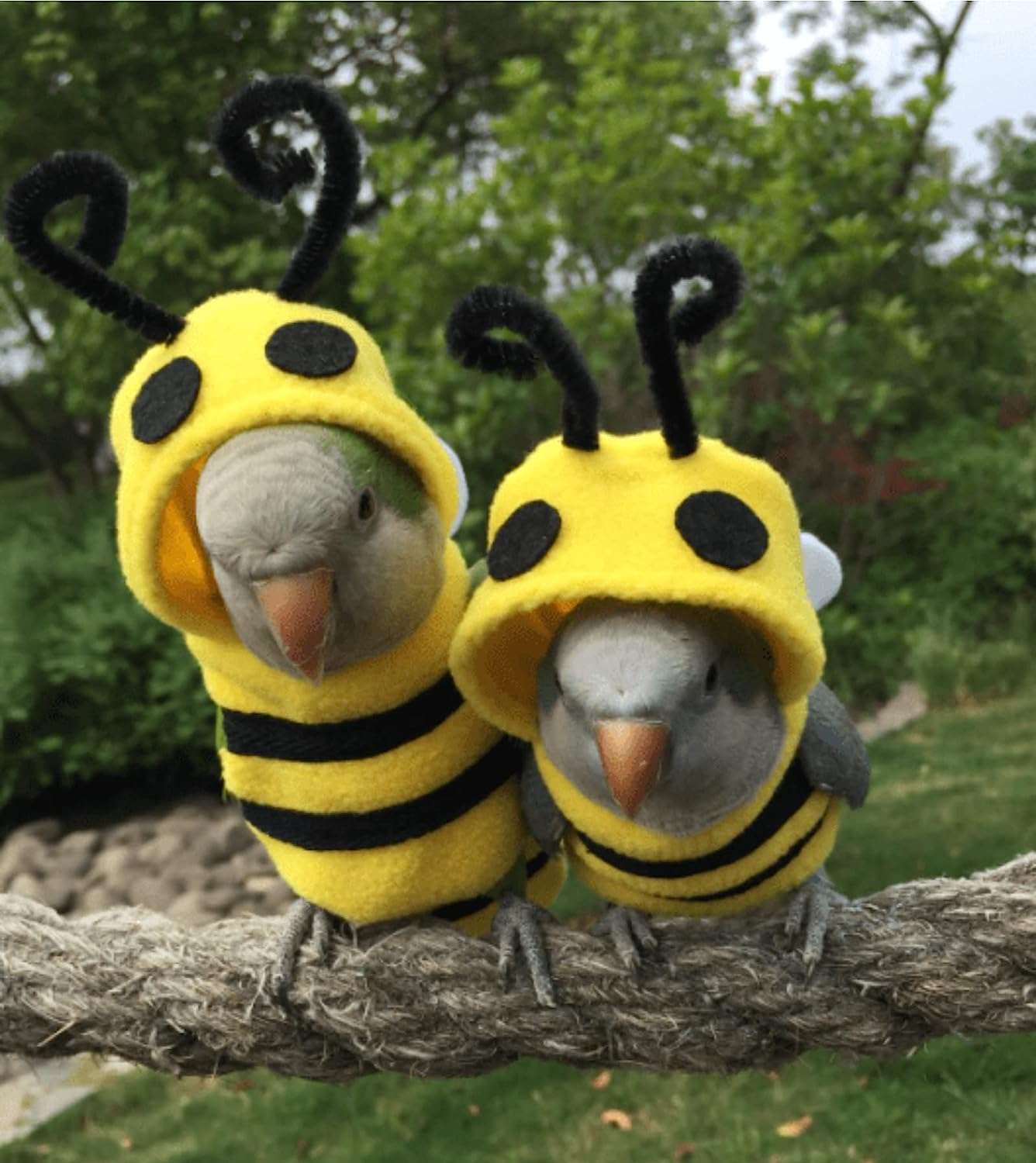 YANQIN Bird Costume Diaper Flight Suit Bee Shape Clothes Cosplay Photo Prop for Parrots Lovebird Budgie Parakeet Cockatiel Sun Conure 6