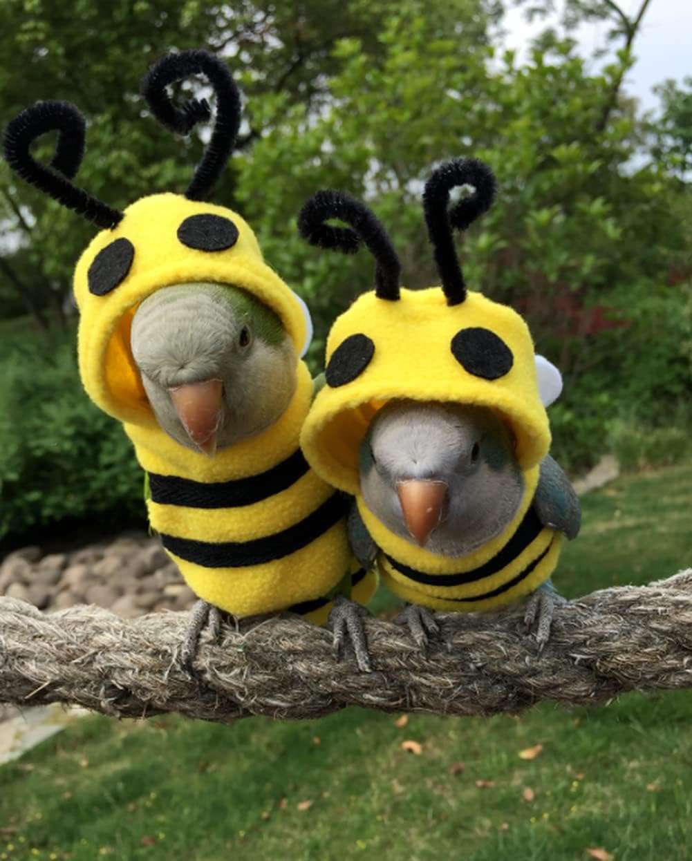 Bird Clothes Birds Flight Suit, Cute Bee Costume Hoodie for Parrots African Greys Parakeet Cockatiel Sun Conure Christmas Party Birthday Cosplay Photo Prop Small Animals Apparel - 6
