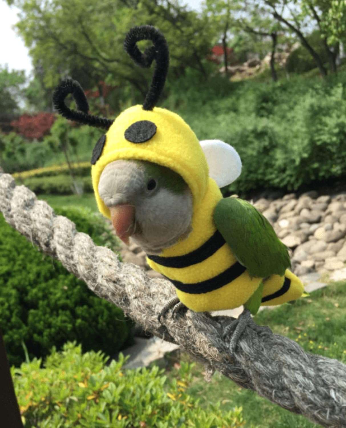 Bird Costume Diaper Flight Suit Bee Shape Hoodie Clothes Cosplay Photo Prop for Parrots Parakeet Cockatiel Sun Conure, Small Animals Apparel, Green - 9
