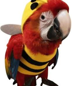 Buy Bee Costumes, Home